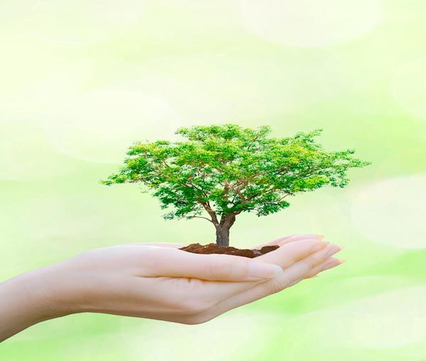Europa Control Ecológico De Plagas manos sosteniendo un árbol