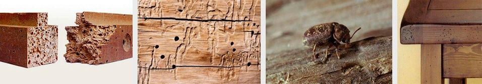 madera y termita