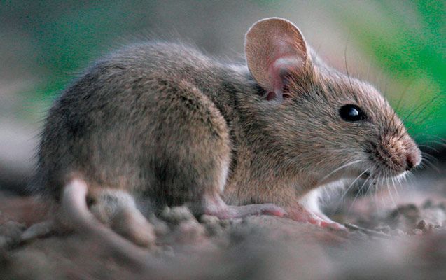 Europa Control Ecológico De Plagas ratón 
