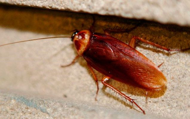 Europa Control Ecológico De Plagas cucaracha