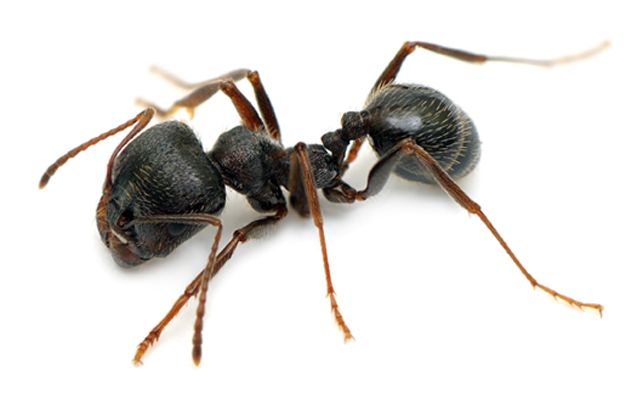 desinsectación hormigas